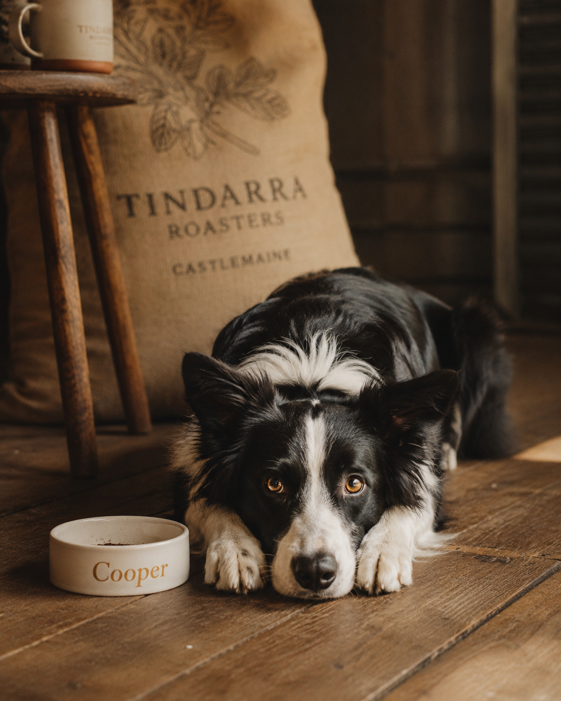 Cooper the roastery border collie